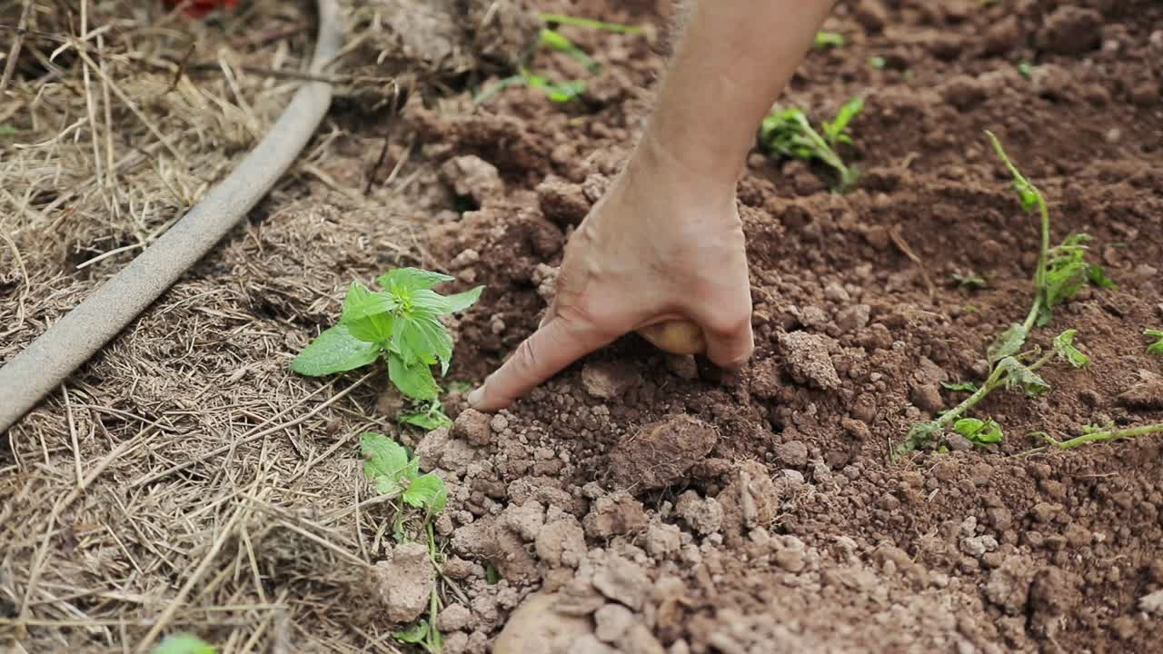 Female Hand Digging Potatoes Out Of Dirt And Picking Them Up