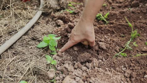 female hand digging potatoes out of dirt and picking them up