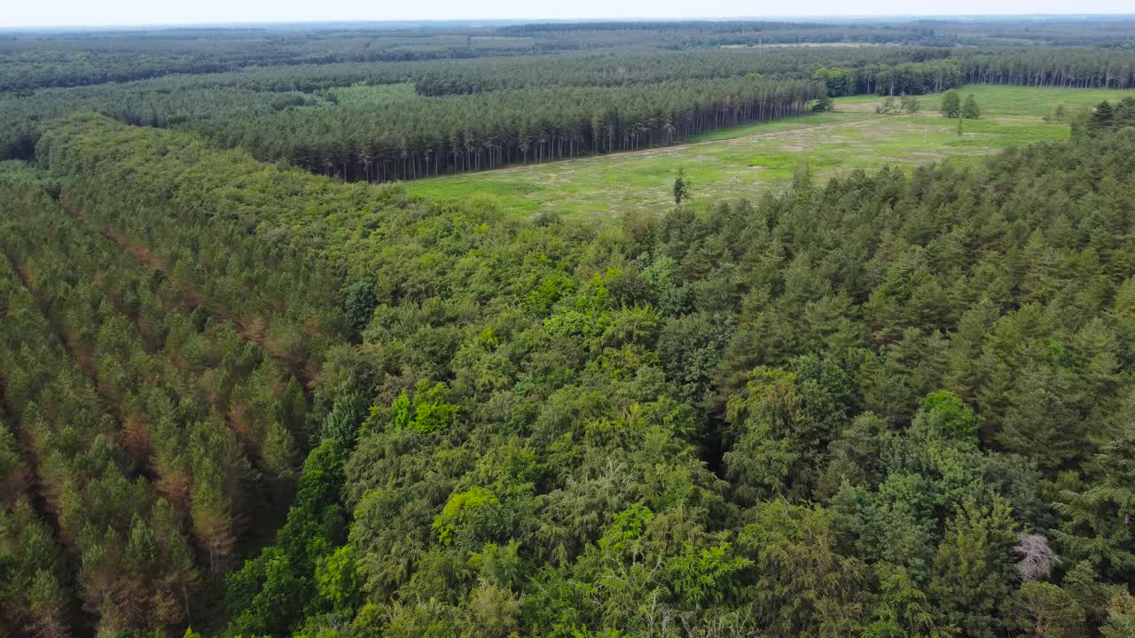 toma aérea de un bosque con árboles verdes por la mañana tomada con un avión no tripulado