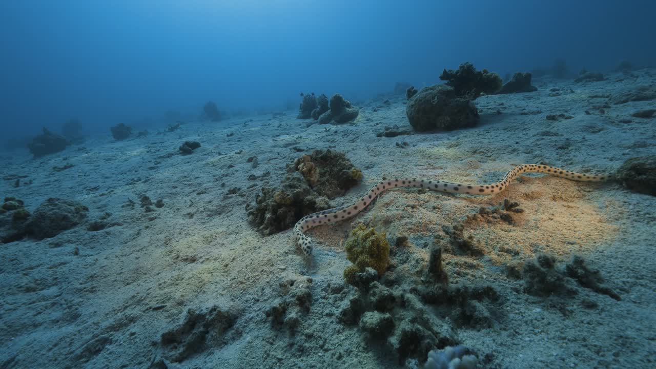 Myrichthys maculosus. Very similar to a snake. Red sea.