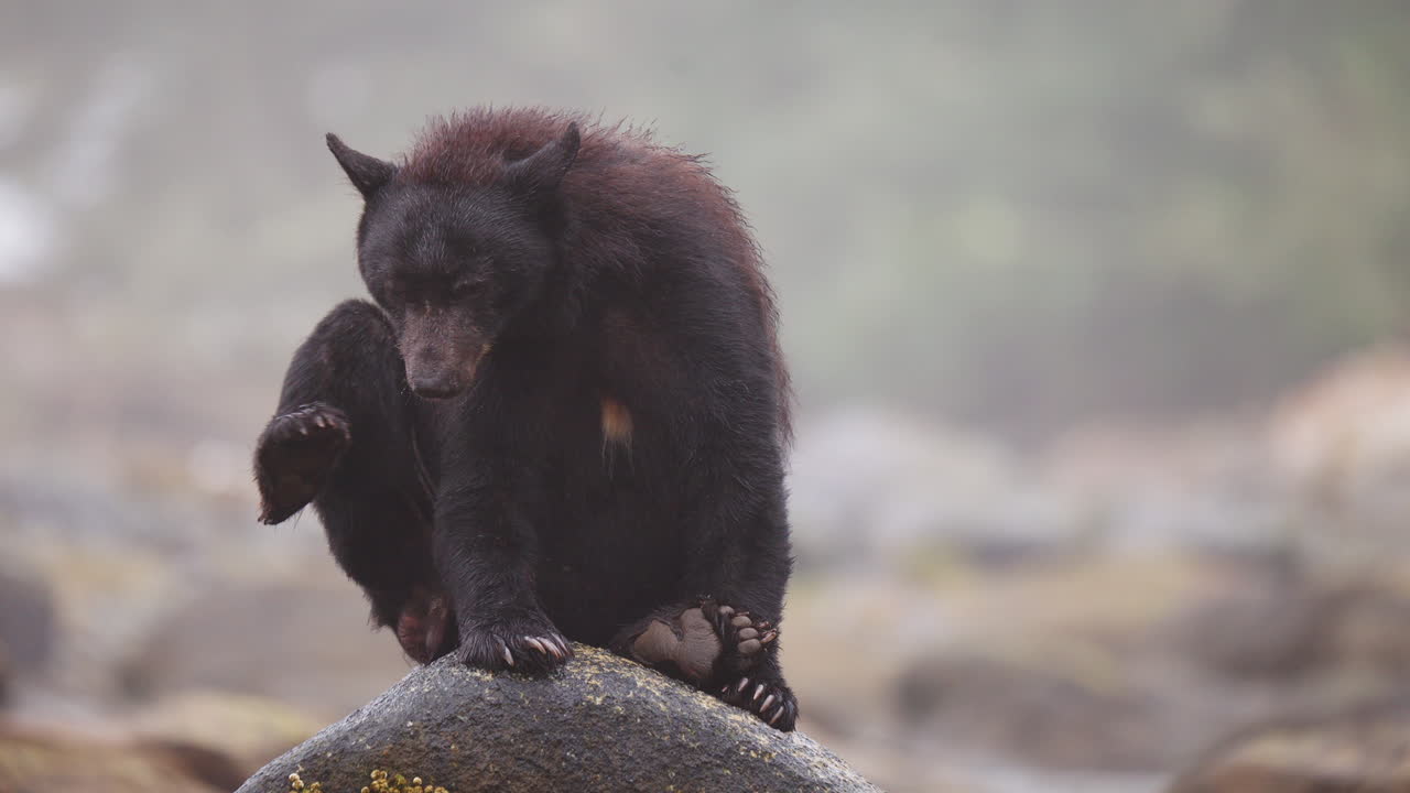 Orso nero lungo il fiume nella Columbia Britannica, alla ricerca di salmone di cui nutrirsi prima di andare in letargo per l'inverno