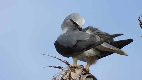 black-winged kite searching for food