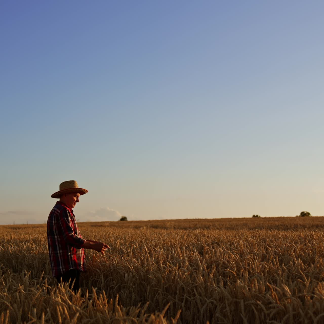 Elderly man in the field of wheat pouring grain from hand to hand. Skilled farmer checks the corn ripeness. Sunset at backdrop