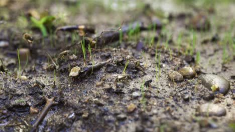 honey bees searching for water on new spring soil