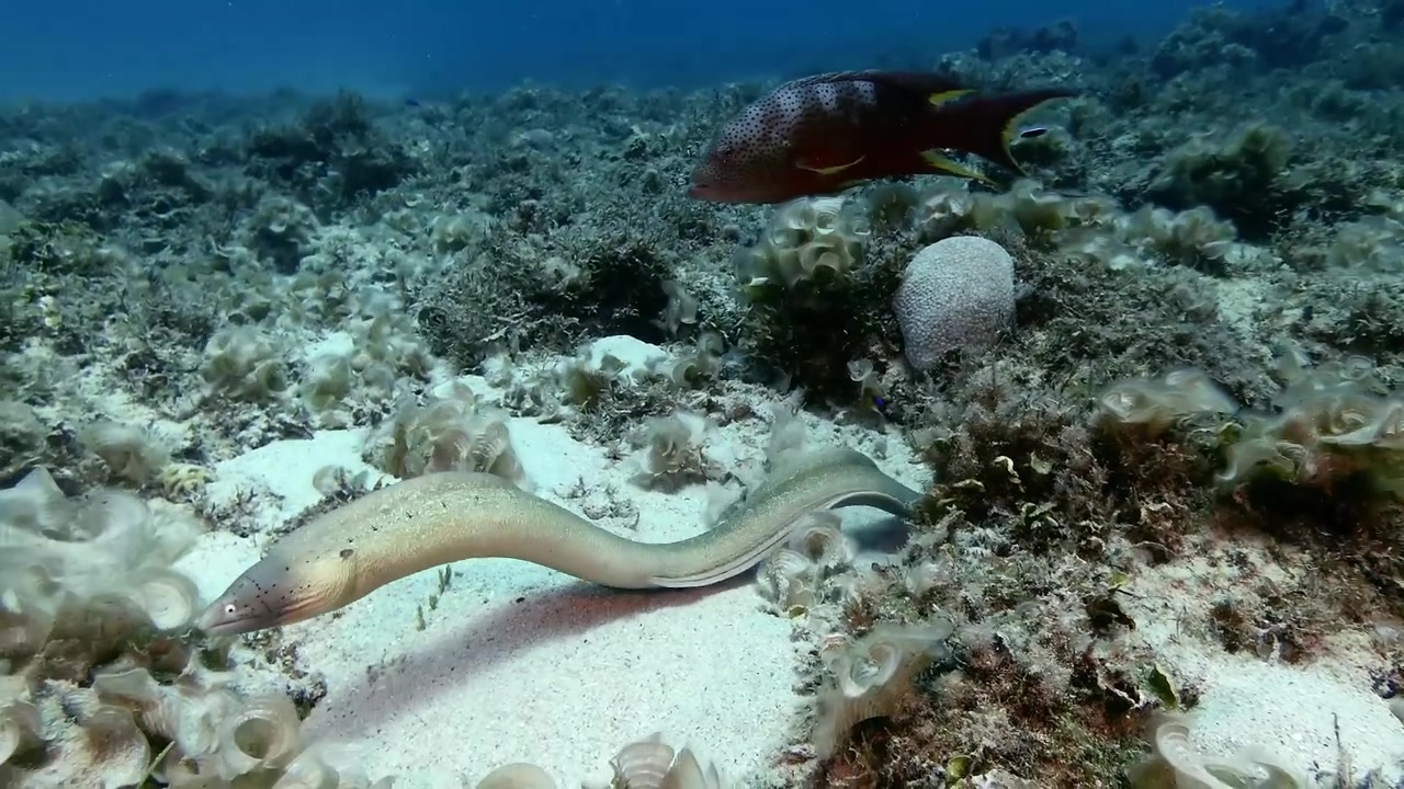 Murena dagli occhi bianchi che nuota liberamente sopra una barriera corallina con una cernia sullo sfondo