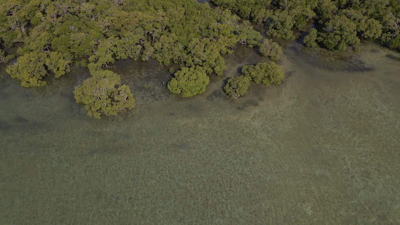노스 스트래드브로크 섬 주변의 푸른 나무 - 산호 바다의 맑은 물 - 노스 스트래디, qld, 호주