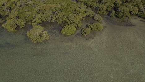 árboles verdes alrededor de la isla de north stradbroke - aguas cristalinas del mar de coral - north straddie, queensland, australia