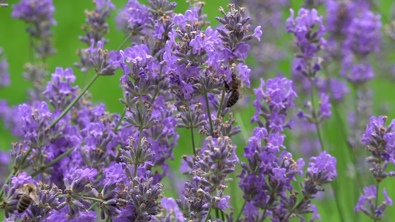 Close up of bees collecting pollen from lavender flowers