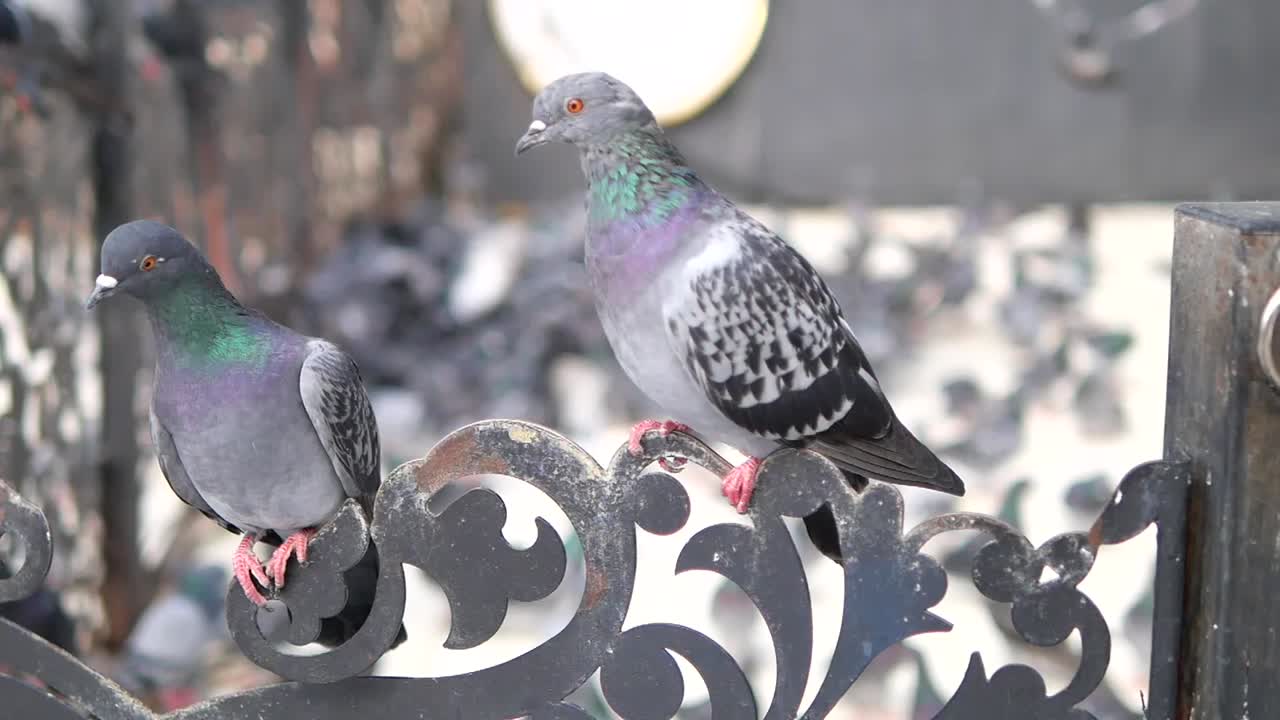 Two Pigeons Perched on an Ornate Bench
