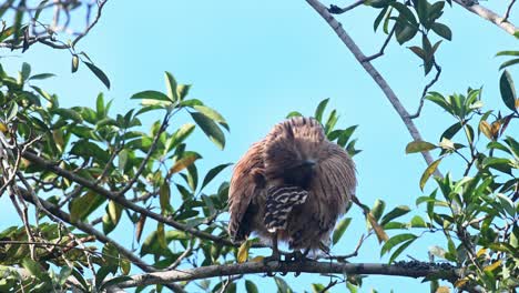 Seen-looking-towards-the-camera-from-its-back-while-preening-its-right-wing-and-back,-Buffy-Fish-Owl-Ketupa-ketupu,-fledgling,-Khao-Yai-National-Park,-Thailand