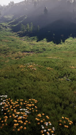 beautiful green meadow with wildflowers and forest in the background