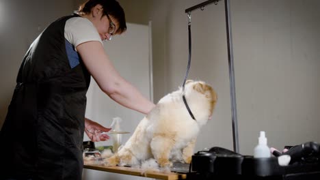 adult female groomer is finishing grooming spitz