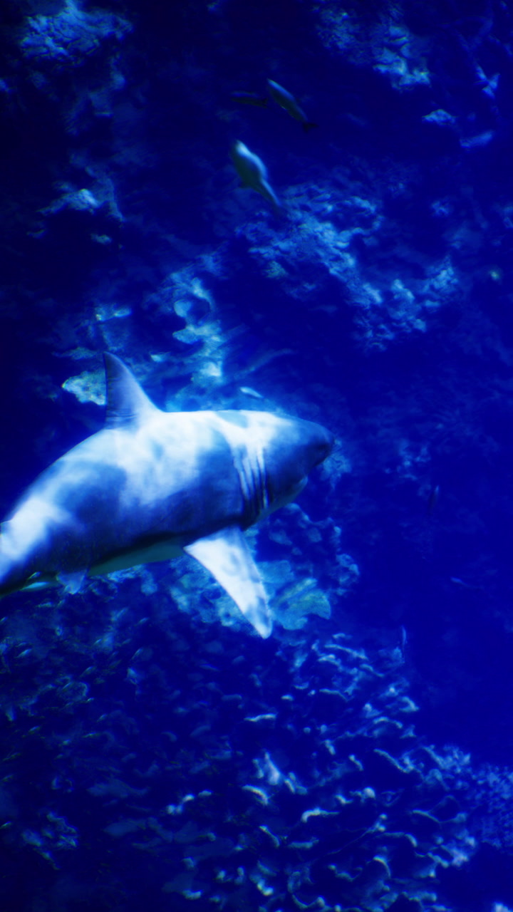 Shark swims in deep blue ocean water near coral reef during the day