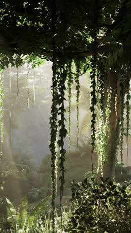 sunlight filtering through the canopy of a lush tropical rainforest