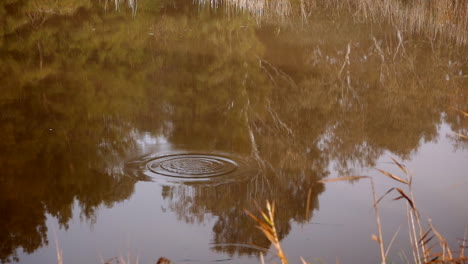 Rock-thrown-into-a-clam-reflective-river