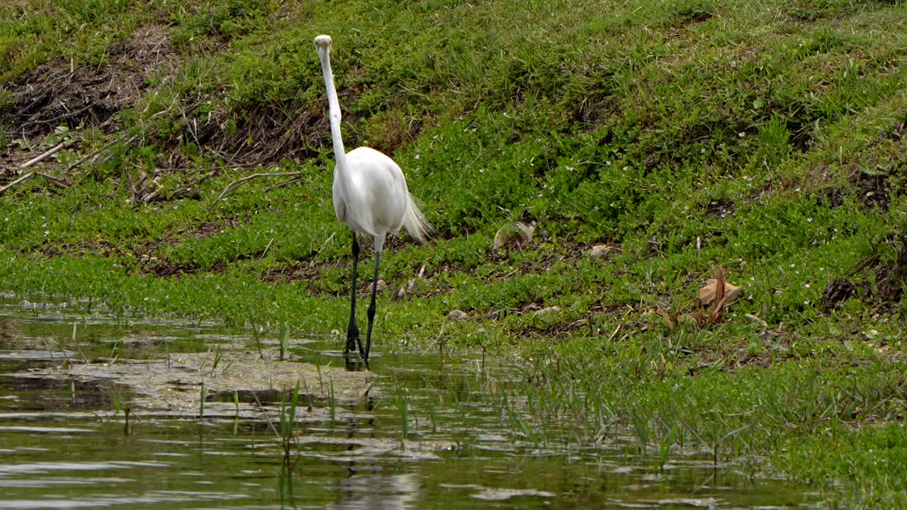 Great egret fishing in a pond