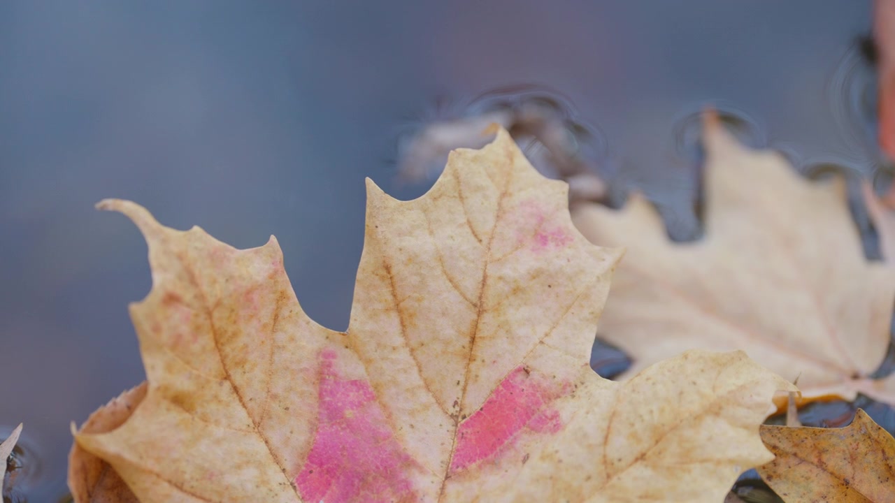 Una foglia d'acero gialla galleggia sulla superficie di un ruscello autunnale che scorre dolcemente. La vista ravvicinata cattura i bordi dettagliati della foglia e il sottile movimento dell'acqua fresca