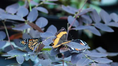 two butterflies interacting on a leaf