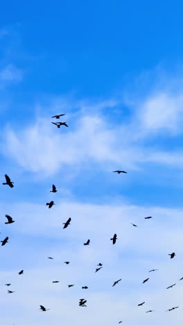 black birds fly in the blue sky with white cloudscape. low angle view at the crows in a flock. vertical video.