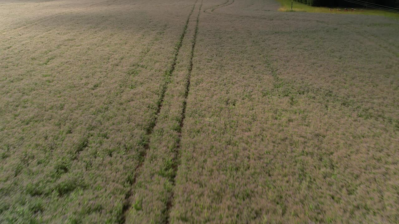 Low aerial view over Wiltshire uncultivated farmland meadow following furrow lines in early crop