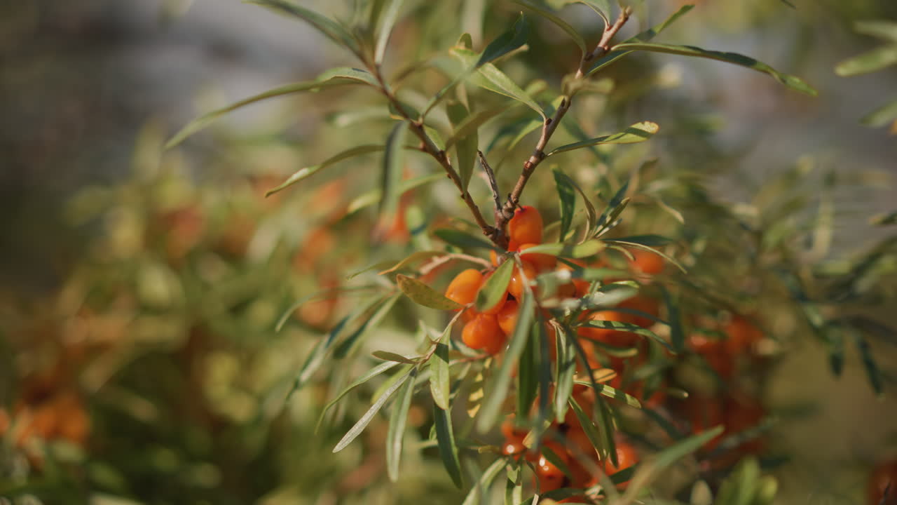 primer plano de bayas de espino cerval en una rama, racimos dorados bajo la luz cálida del final de la tarde con estrechas hojas de color verde plateado, poca profundidad de campo y bokeh suave, ambiente de cosecha artesanal para investigación botánica