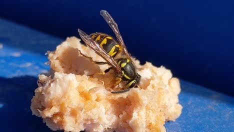 Un-Primer-Plano-De-Una-Avispa-Común-De-Chaqueta-Amarilla-Que-Se-Atiborra-De-Un-Poco-De-Carne,-Vespula-Maculifrons