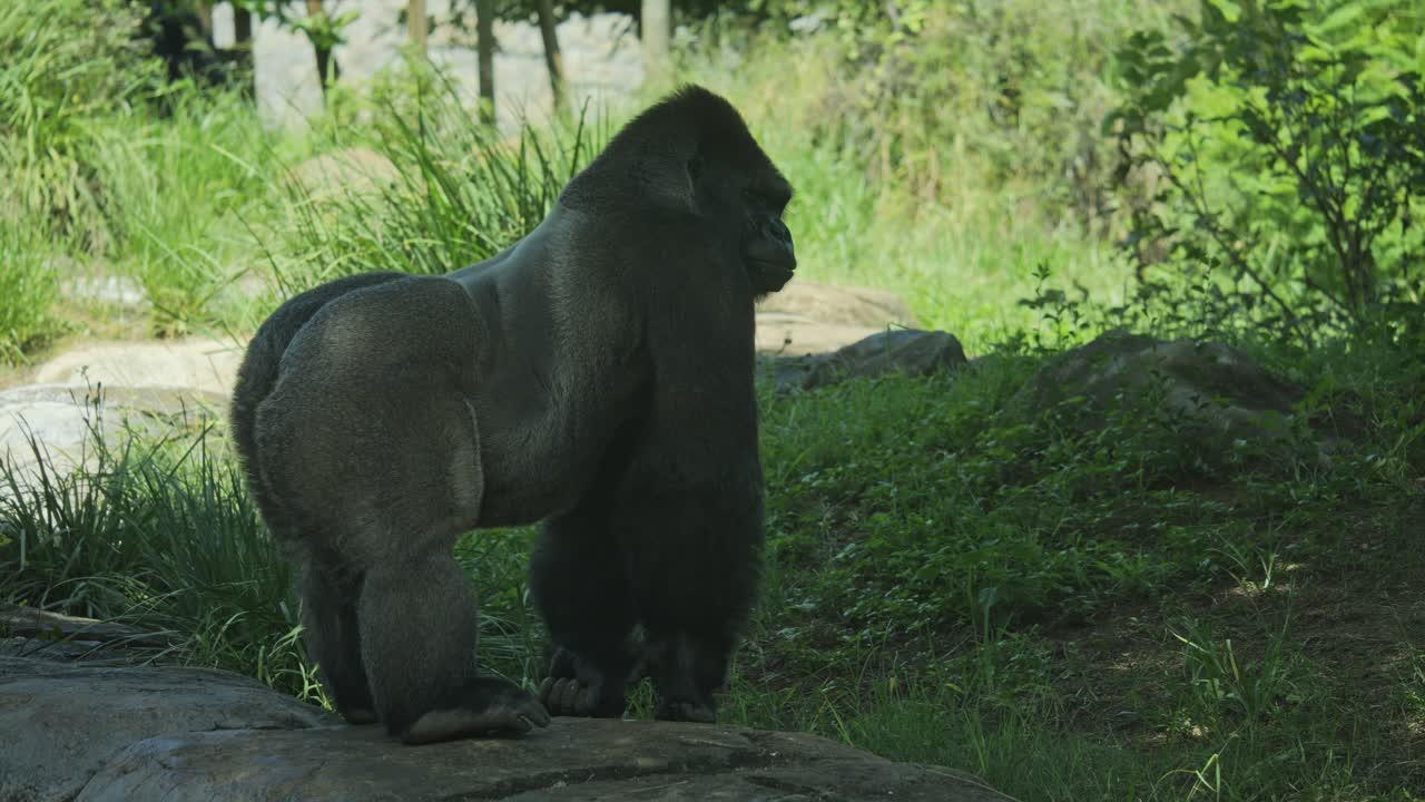 Western Lowland Gorilla looks over his shoulder directly at camera