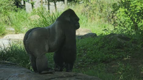 western lowland gorilla looks over his shoulder directly at camera