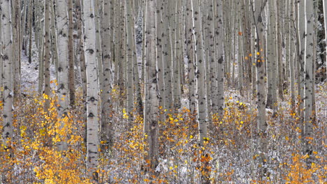 leaves golden falling kebler pass colorado cinematic frosted cold morning fall winter season collide first white snow red yellow orange aspen tree forest rocky mountains stunning pan left