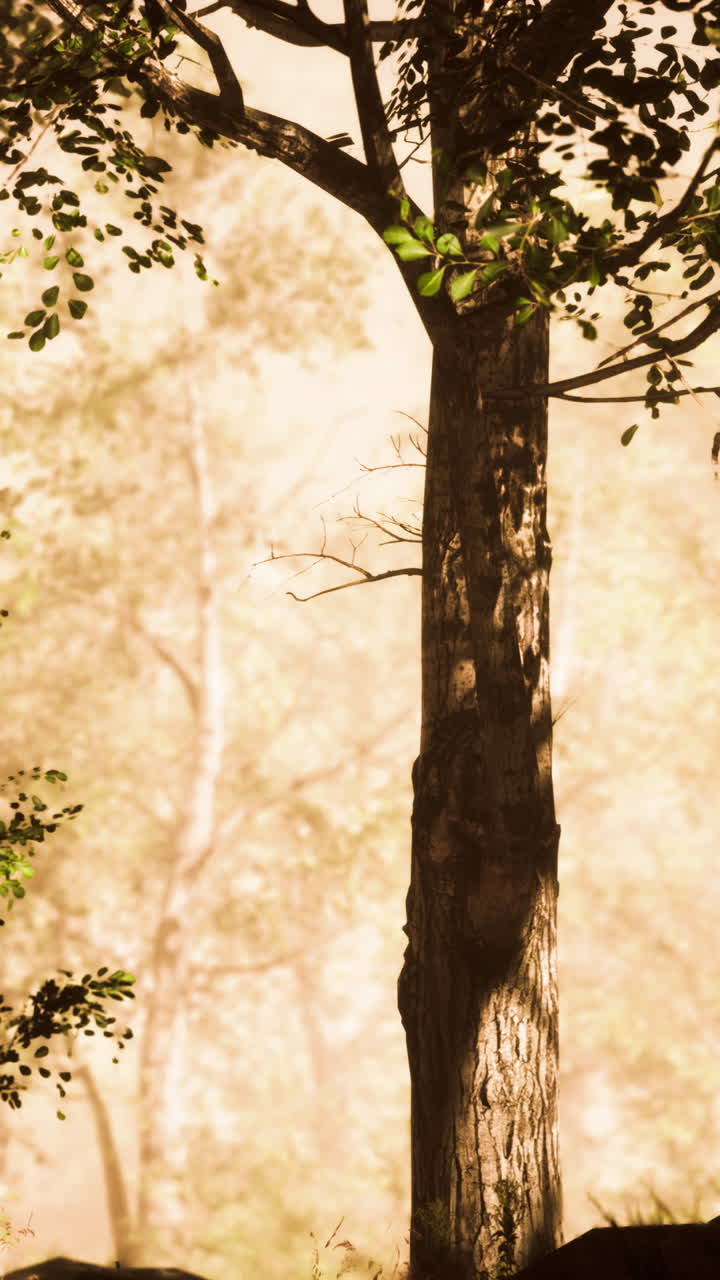 숲 속 의 나무 줄기 의 클로즈업