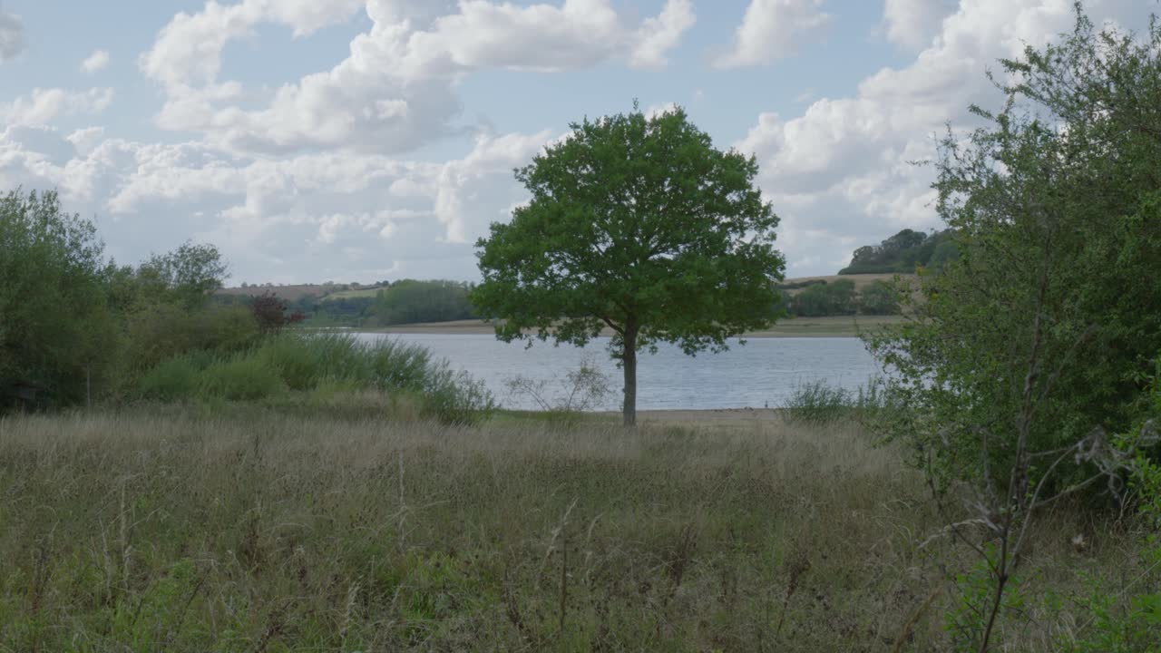 Serene lakeside tree view at Oakham Rutland Water in a calm, peaceful scene