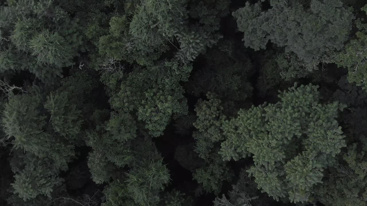 森林背景无人机图像飞过植物视图 4k