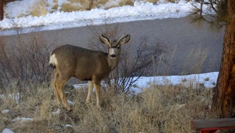 mule deer buck near a road looks around, licks his lips and goes back to eating