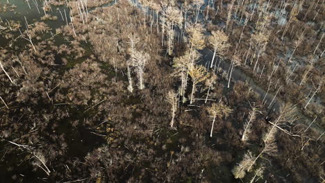 bird's eye view aerial shot of marsh wetland forest in arkansas, winter creek