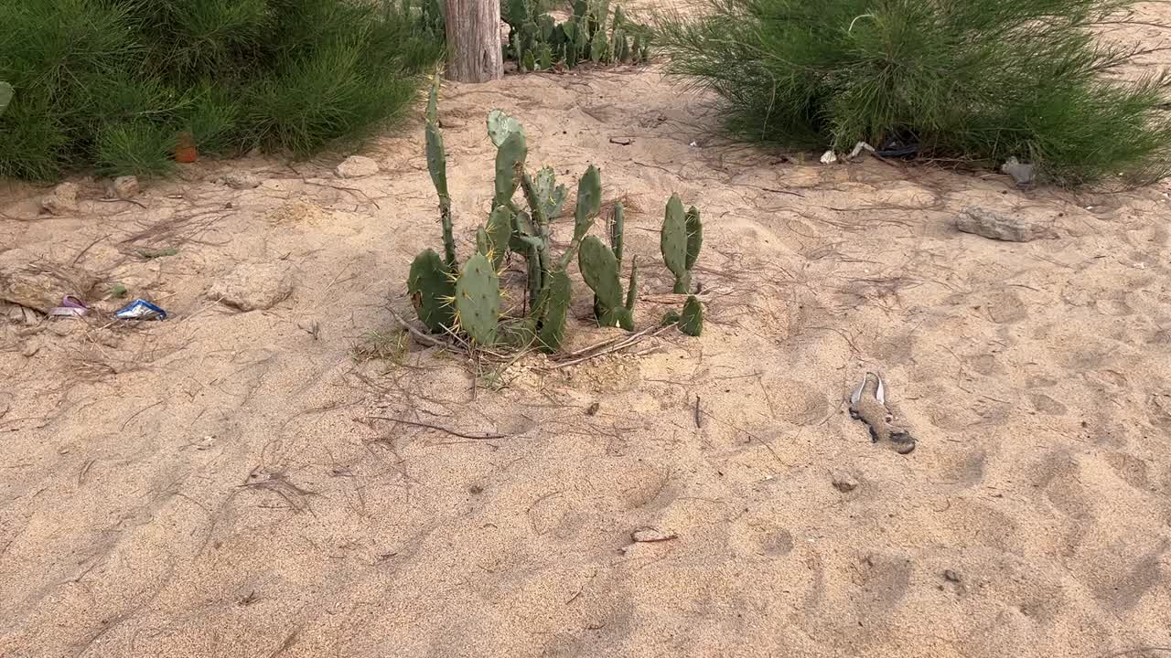 Shot of small wild cactus grown in beach in Bengal , India