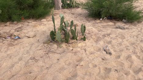 disparo de un pequeño cactus silvestre cultivado en una playa en bengal, india