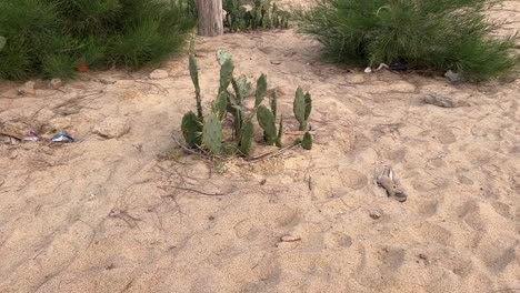 shot of small wild cactus grown in beach in bengal , india