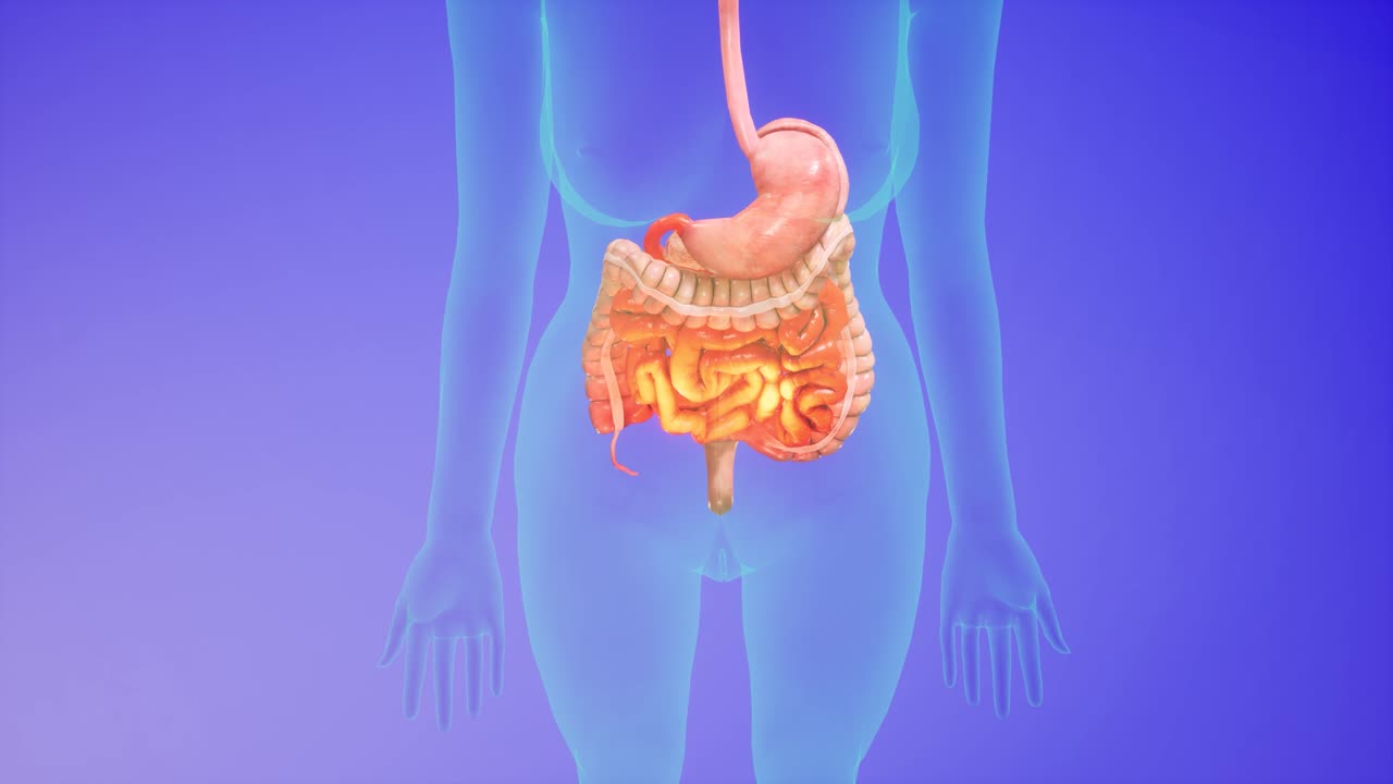 анатомическая 3d-анимация пищеварительной системы, показывающая прозрачное тело, выделяющая кишечник и желудок.