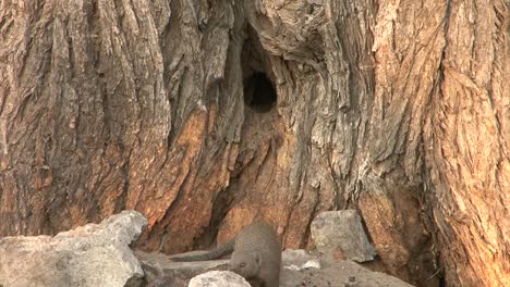 dwarf mongoose scurries between stones at the foot of a tree, suddenly feels alarmed, seeks shelter in a hollow tree