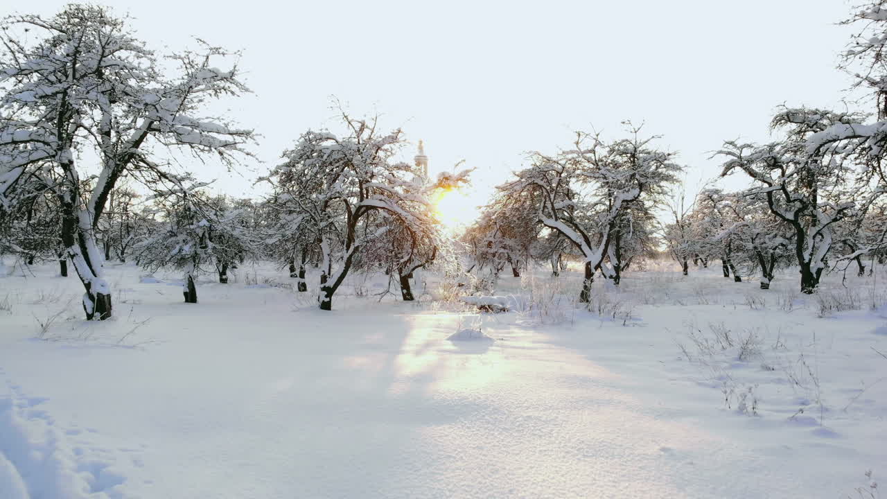 안개 낀 일출에 눈 덮인 혼합 숲의 얼어붙은 나무 꼭대기 위로 날아가는 공중을 닫습니다. 추운 겨울 아침 안개와 눈으로 뒤덮인 얼음 혼합 숲 뒤에 황금빛 태양이 떠오릅니다. 멋진 겨울 풍경