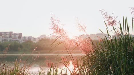 wonderful view of lake in sun