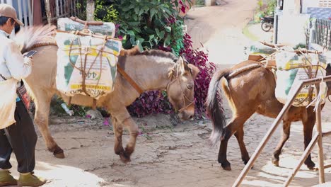 caballo que lleva bolsas liderado por una persona en un camino