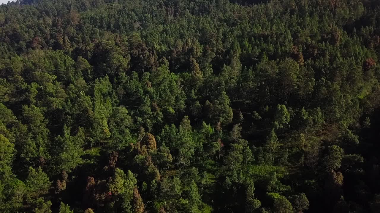 Veduta aerea di una fitta foresta sul pendio del monte Sumbing, Giava centrale.