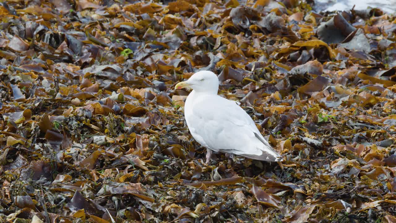 White seagull stands motionless on brown seaweed, overcast daylight, static camera, coastal environment