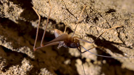 Macro-shot-of-gigantic-scary-spider-hanging-on-cliff-wall-in-jungle-of-New-Zealand