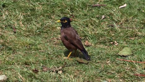 Myna-Común,-Adulto,-En-El-Césped-En-Hawaii,-Isla-De-Oahu