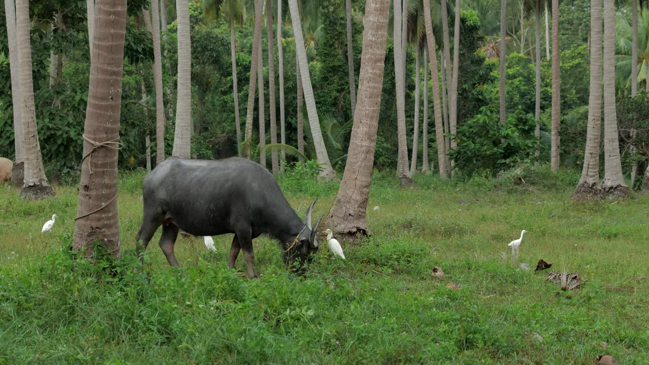 태국 코사무이의 나무 줄기 사이에서 먹이를 먹는 물 버팔로의 긴