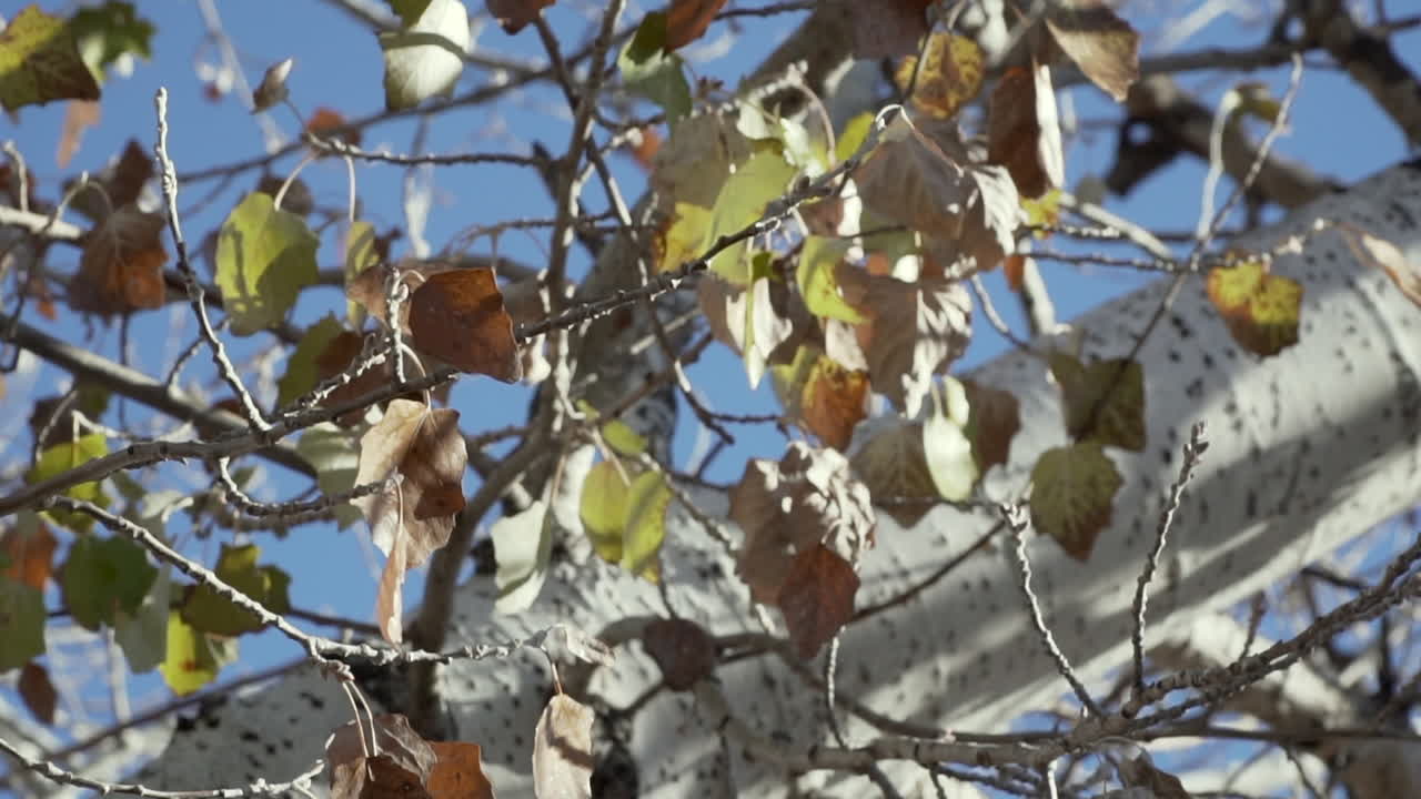 Shot of moving fall leaves on a branch