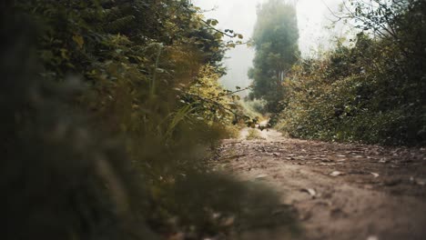 forest woods path reveals on foggy day