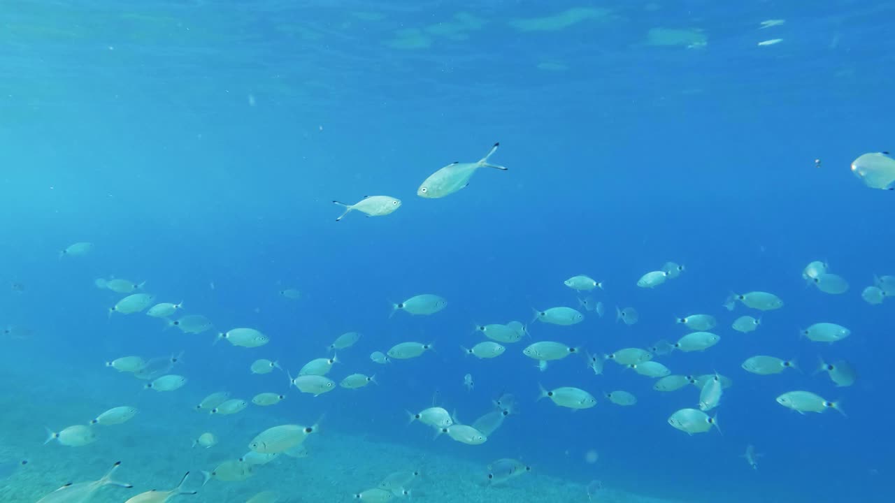 바다 생물의 수중 촬영과 침착하고 천천히 수영하는 물고기 떼